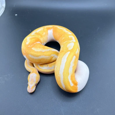 Dreamsicle Het Clown