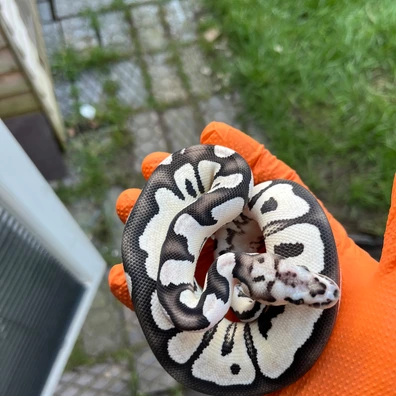 Axanthic DG Clown Het GS Ball Python - female for sale from Pete frost