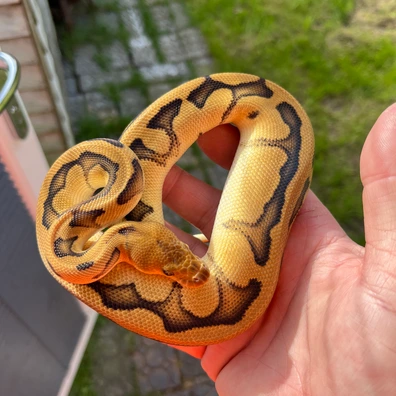 GS Clown Poss Het Axanthic DG Ball Python - unknown for sale from Pete frost