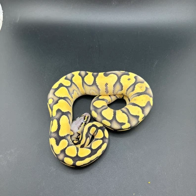 Pastel Desert Ghost Poss Het Clown GS Axanthic Ball Python - male for sale from Pete frost