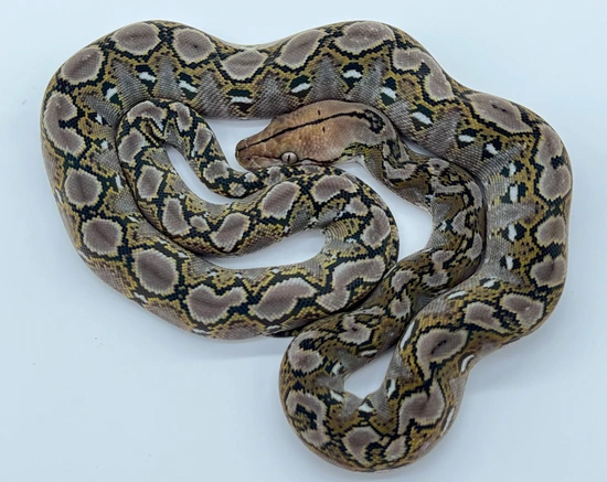 Python Ophidia 56.25% Kalaotoa/Jampea Anery 100% Het Purple Albino (Snow) Reticulated ...