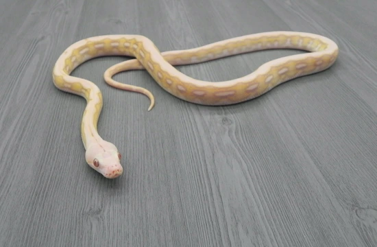 56.25% Kalaotoa/Jampea Purple Snow Tiger Reticulated Python by Ophidia ...