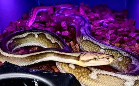 Phantom Motley Golden Child Het Amel Reticulated Python by Boamaster.com
