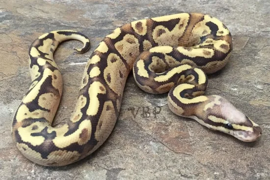 Vanilla Cream Ball Python by Vesper Ball Pythons