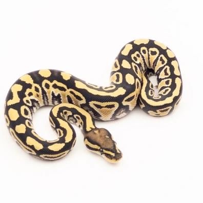 Hurricane Desert Ghost Het Clown Ball Python - female for sale from Vi-Ni Reptiles