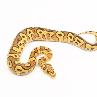 Fire YB Clown Ball Python - female for sale from Vi-Ni Reptiles