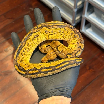 Bongo YB Clown Ball Python - female for sale from Vi-Ni Reptiles