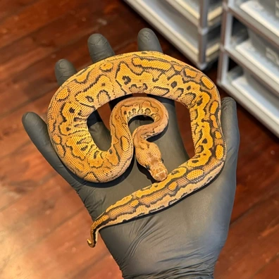 Black Pastel Redstripe YB Clown Ball Python - female for sale from Vi-Ni Reptiles