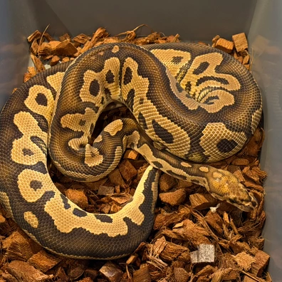 Hurricane Clown Het Desert Ghost Ball Python - male for sale from Vi-Ni Reptiles