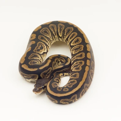 Black Pastel Hurricane Dh Desert Ghost Clown Ball Python - female for sale from Vi-Ni Reptiles
