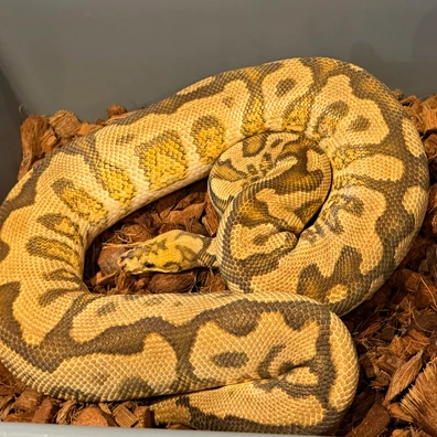 Spotnose YB (RS) Clown