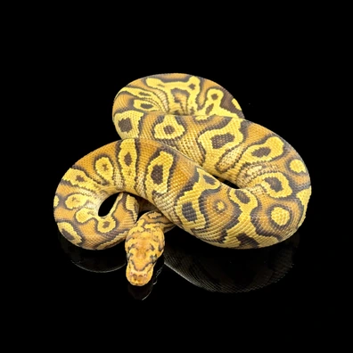 Fire Hurricane Clown