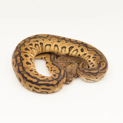 Black Pastel Redstripe Clown Ball Python - female for sale from Vi-Ni Reptiles