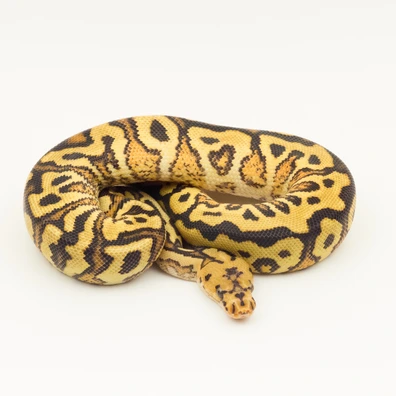 Spotnose YB (RS) Clown Ball Python - male for sale from Vi-Ni Reptiles