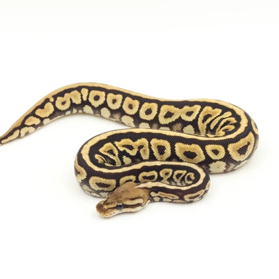 Black Pastel Spotnose Hurricane Het Clown Ball Python - female for sale from Vi-Ni Reptiles