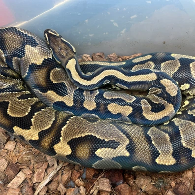 Yellowbelly 100% Het Pied Ball Python - female for sale from Simon Christensen