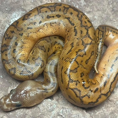 Blackpastel Pinstripe Clown Het Pied Ball Python - female for sale from Simon Christensen