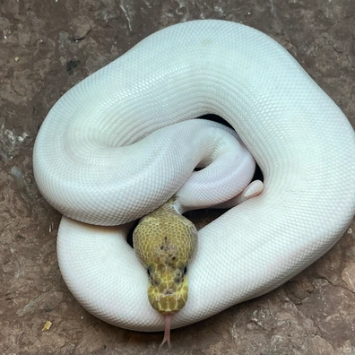 Pastave Pied Clown Ball Python - male for sale from Simon Christensen