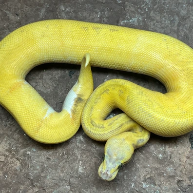 Super Enchi Super Pastel Asphalt Pied Het Ghost Ball Python - male for sale from Simon Christensen