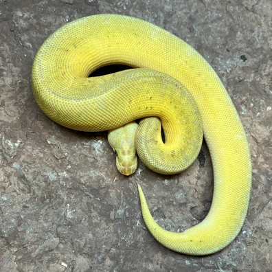 Super Pastel Blackpastel Pinstripe DH Clown Pied Ball Python - male for sale from Simon Christensen