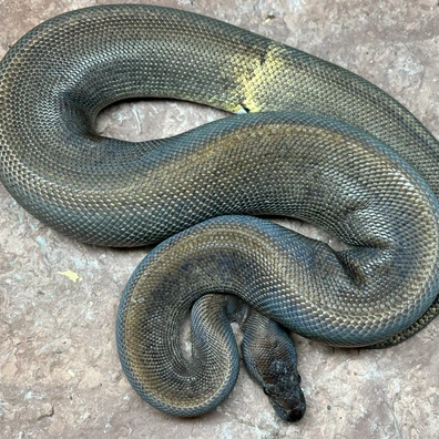 Suma Paradox 100% DH Pied Clown Ball Python - male for sale from Simon Christensen