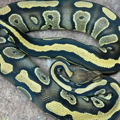 Mahogany 100% DH Pied Clown Ball Python - female for sale from Simon Christensen
