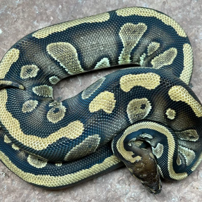 Mahogany 100% DH Pied Clown Ball Python - female for sale from Simon Christensen