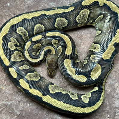 Mahogany 100% DH Pied Clown Ball Python - female for sale from Simon Christensen
