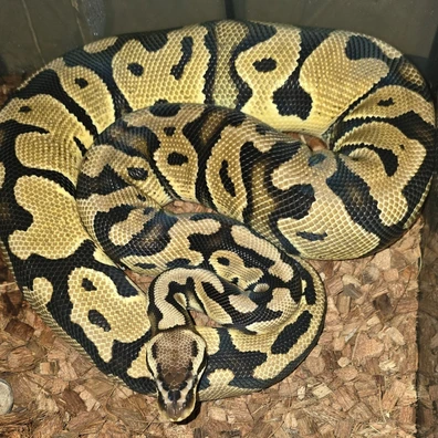 Pastel Het Desert Ghost Het Pied 66% Het Sunset Ready To Breed Ball Python - female for sale from Rhys' Reptiles