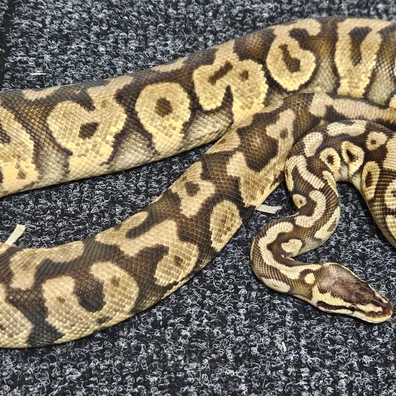 Pastel Yellow Belly Ball Python - female for sale from Arachnimania