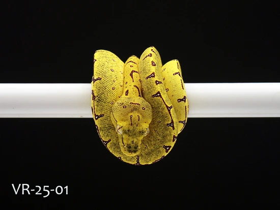 2025 USCBB Pure Manokwari Neonate Green Tree Python by ViridisPython.com
