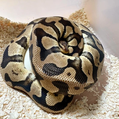 Pastel DH Clown Piebald Ball Python - female for sale from Vít Podestát