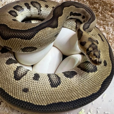 Leopard Yellow Belly Clown Ball Python - female for sale from Vít Podestát