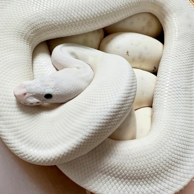 Super Fire Yellow Belly Red Stripe Het Clown Ball Python - female for sale from Vít Podestát