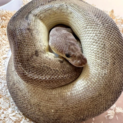 Pewter Clown Het Piebald Ball Python - female for sale from Vít Podestát