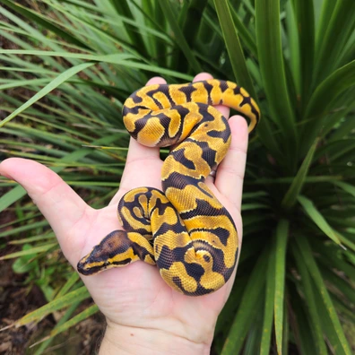 Nr Mandarin OD Enchi Het Clown