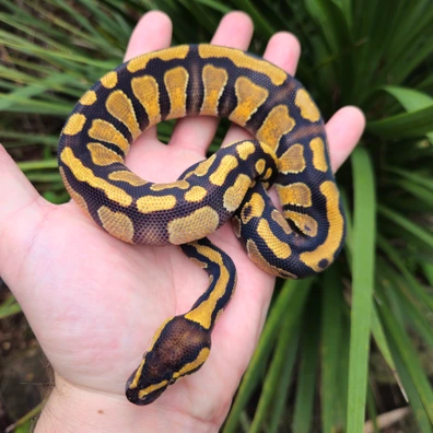 Nr Mandarin Enchi Het Clown