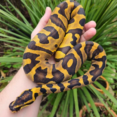 Leopard Enchi Dbl Het Zebra Clown