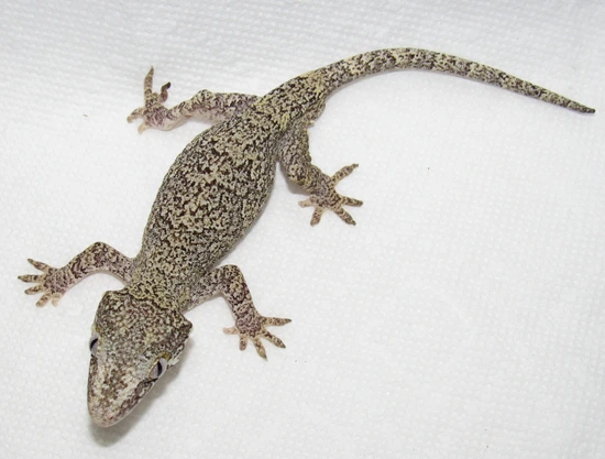 Light Base Retic Gargoyle Gecko by Wallflower Herpetoculture