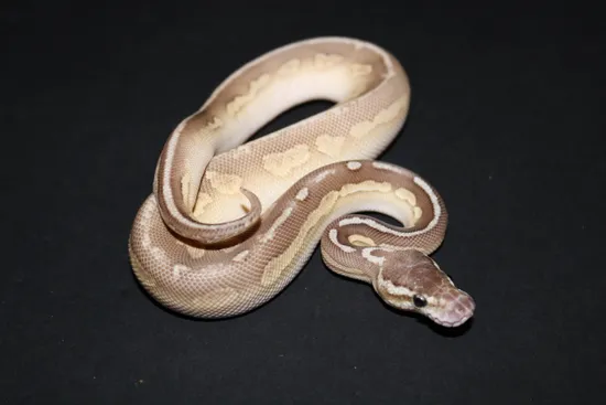 Pewter Lesser Het Clown Ball Python by Wards World Of Reptile Propagation