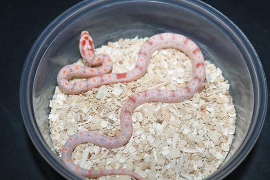 Extreme Reverse Okeetee Corn Snake by Wards World Of Reptile Propagation