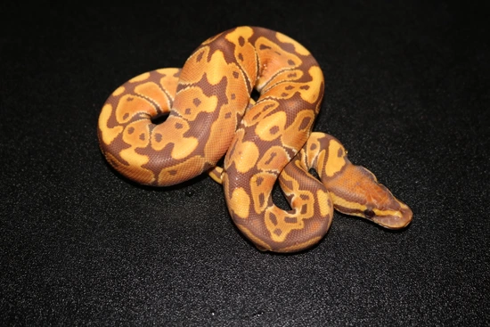 Ultramel Ball Python by Wards World Of Reptile Propagation
