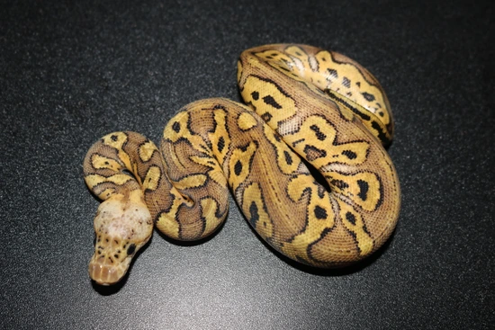 killer clown ball python animal facts - python regius... Killer Clown Ball Python by Wards World Of Reptile Propagation