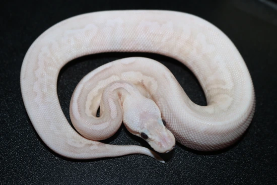 Banana Pewter Fire Ball Python by Wards World Of Reptile Propagation