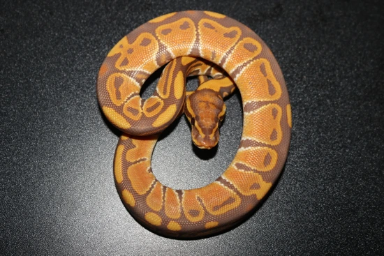 Ultramel Ball Python by Wards World Of Reptile Propagation