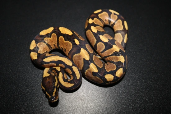 Fire Orange Dream Ball Python by Wards World Of Reptile Propagation