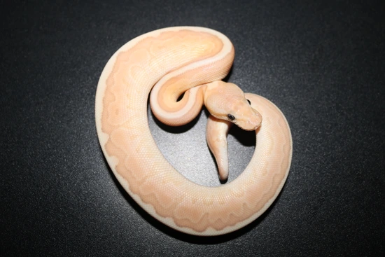 King Pin Python Banana Cinnamon Kingpin Ball Python by Wards World Of Reptile Propagation