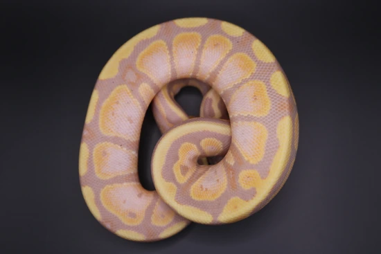 Banana Ball Python by Wards World Of Reptile Propagation