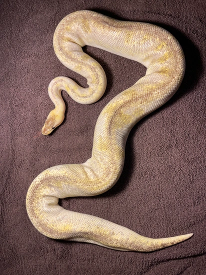 Black Pastel Champagne Ball Python by War Machine Exotics