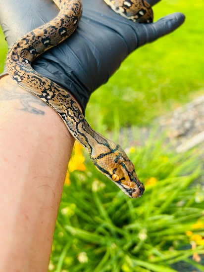 Ocelot 66% Het Indo Reticulated Python by Prodigy Pythons